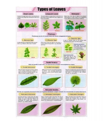 Botany Charts