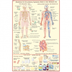 First Aid Charts