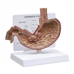 Anatomical Models