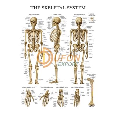 Human Skeleton Chart