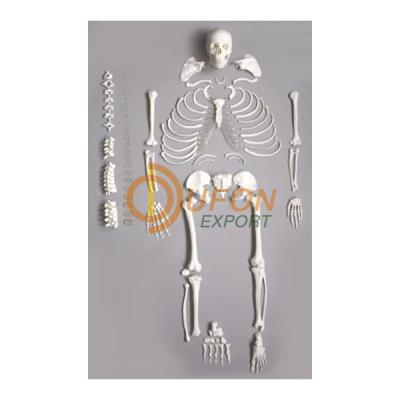 Deluxe Human Disarticulated Skeleton