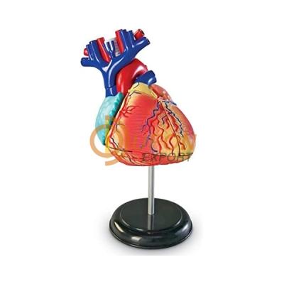 Heart Model