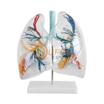 Transparent Lung Segment Model