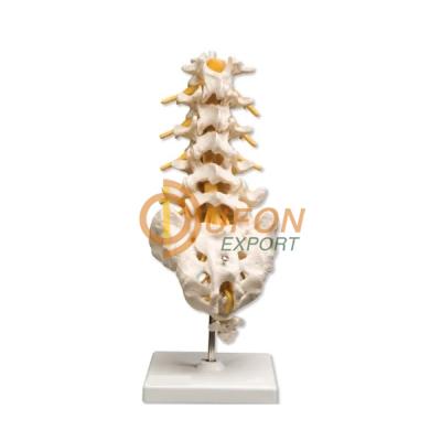 Lumbar Vertebrae with Sacrum Models