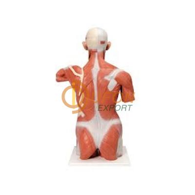 Back Muscle Model