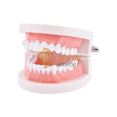 Dental Model