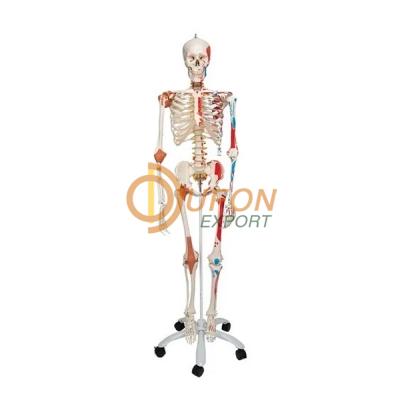 Human Skeleton Full Size 170cm Muscles and Ligaments