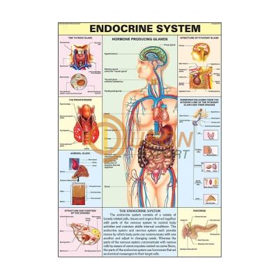 Endocrine System Chart