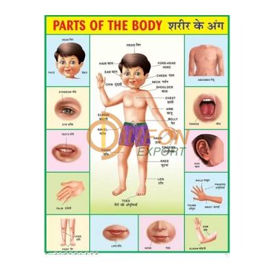 Parts of the Body Chart