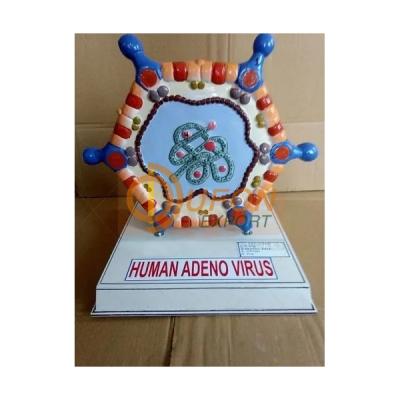 Adeno Virus Model