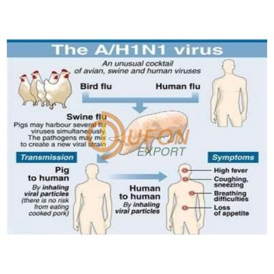 Swine Flu H1na Virus