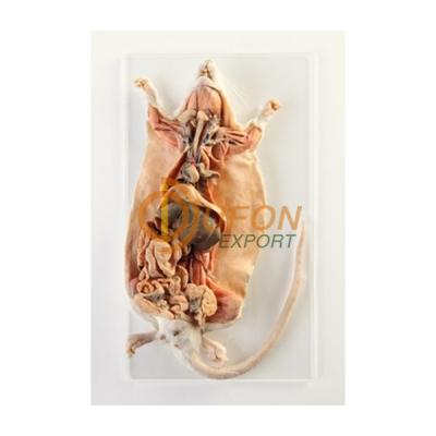 Rat Dissection