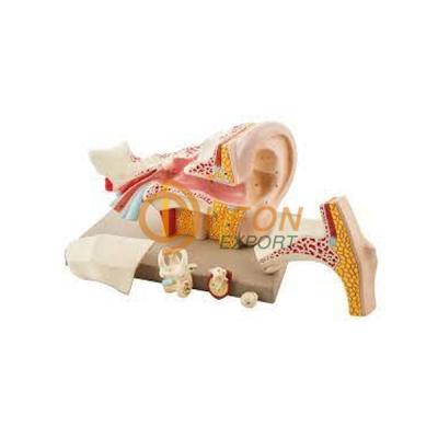 Human Ear-6 Parts