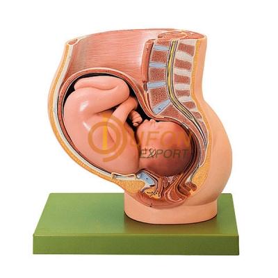 Human Baby In Uterus Model