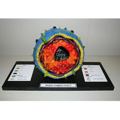 Herpes Simplex Virus Model