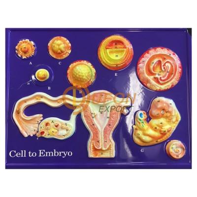 Cell to Embryo Stages Model
