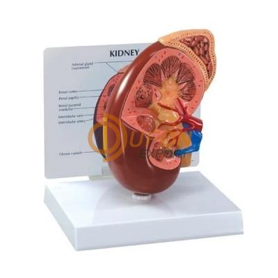 Human Kidney Section