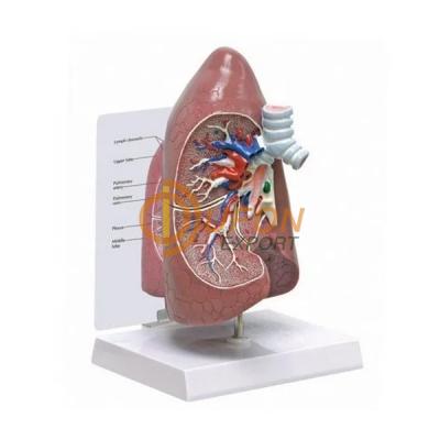 Human Lung Right