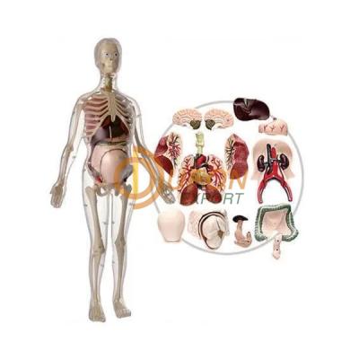 Visible Expectant Mother Anatomy Kit