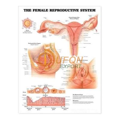 Reproductive Chart (Female)