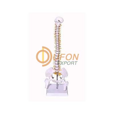 Human Mini Spine Model
