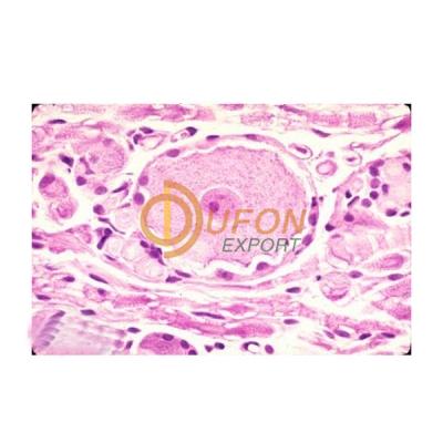 Histology Nerve Cell Prepared Slide