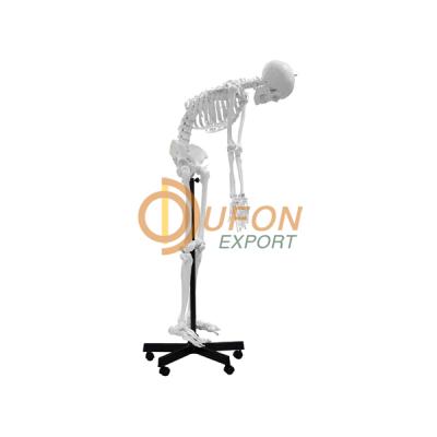 Human Skeleton 67 Full Size Flexible 170cm