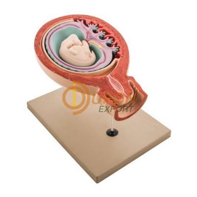 Human Fetus
