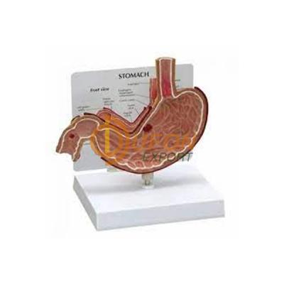 Human Stomach Model