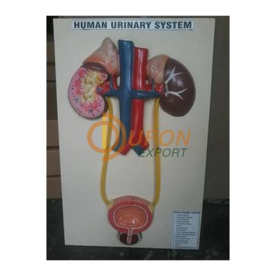 Human Urinary Organs