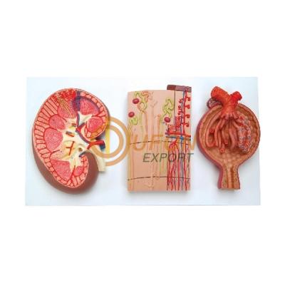Kidney Section, Nephrons and Blood Vessels