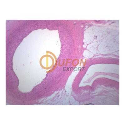 Histology Vein Prepared Slide