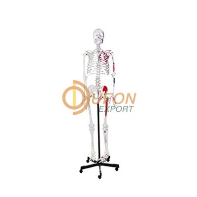 Human Skeleton Full Size Flexible with Muscle 170cm