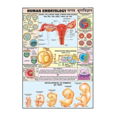 Human Embryology Chart