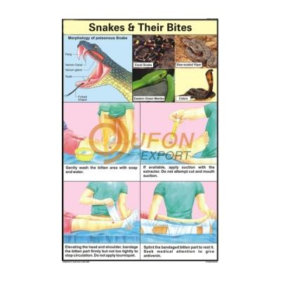 Snakes and their Bites Chart