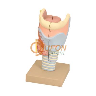 Larynx Full Size-2 Parts