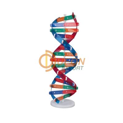 Model of DNA