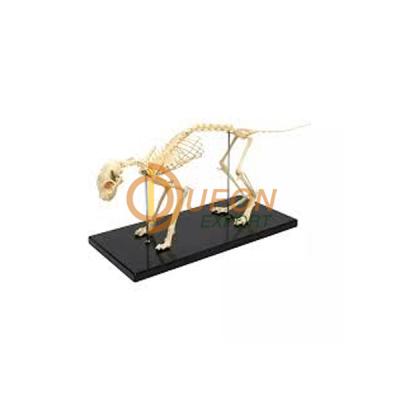 Cat Skeleton Model