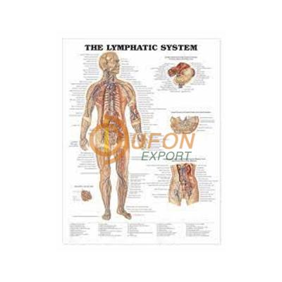 Lymphatic System Chart