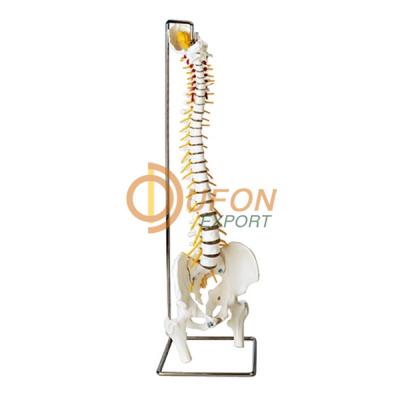 Human Spinal Cord and Vertebra