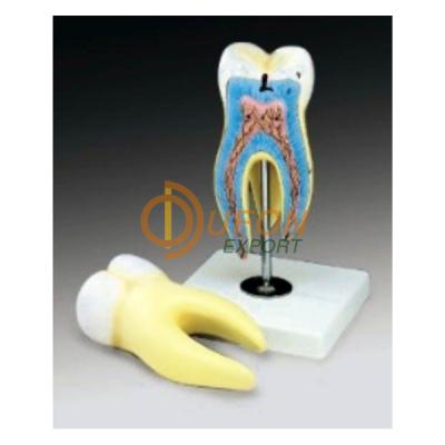 Human Tooth Model