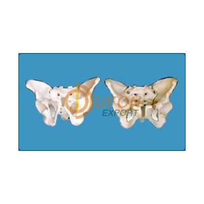 Adult Male/Female Pelvis