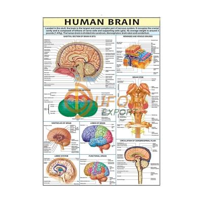 Human Brain Chart