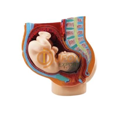 Pregnancy Pelvis with Baby