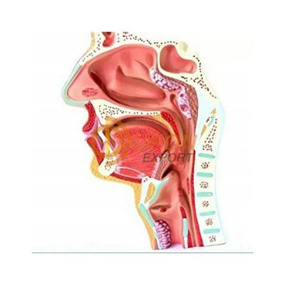 Nasal Cavity and Pharynx