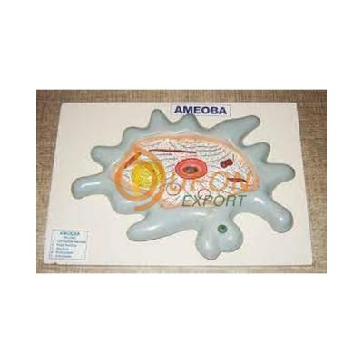 Model of Amoeba