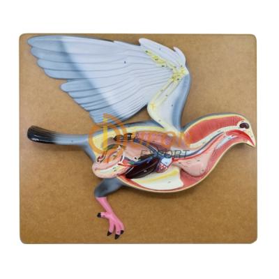 Bird Dissection- Pigeon