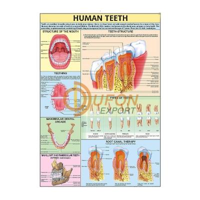 Human Teeth Chart