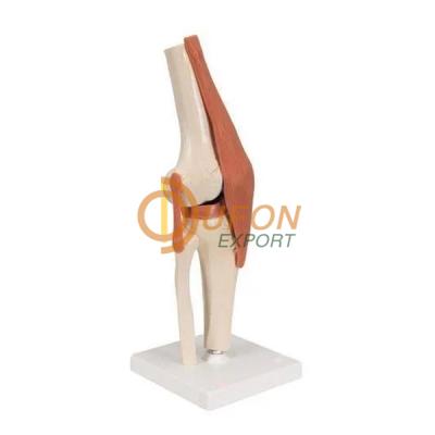 Mini Knee Joint Model