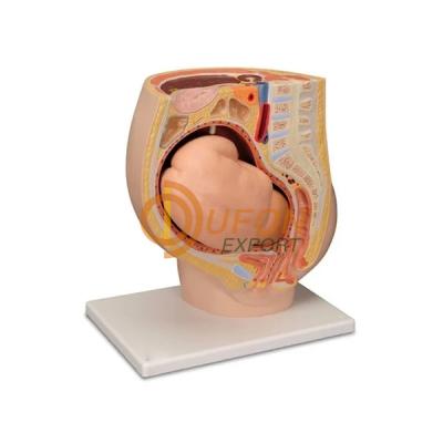 Human Female Pregnant Pelvis Section with Fetus
